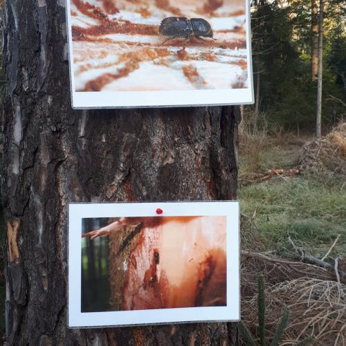 Waldpädagogische Tage