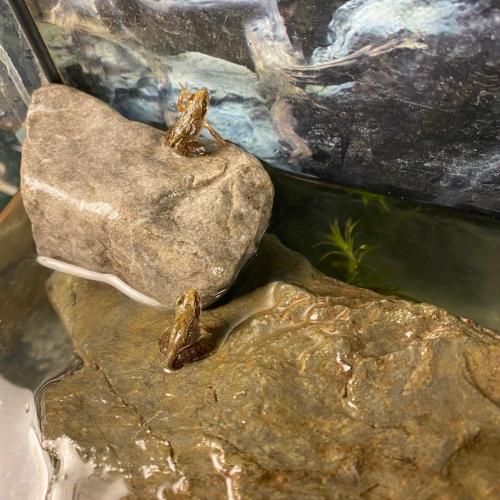 Froschzucht