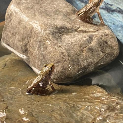 Froschzucht