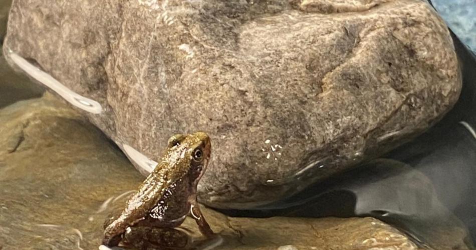 Froschzucht